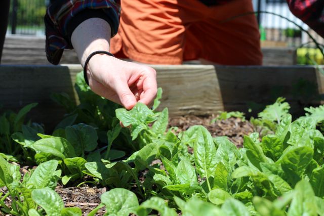 Hand picking fresh spinach leaves in a sunny garden setting, highlighting organic farming