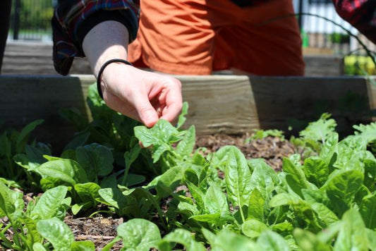 Hand picking fresh spinach leaves in a sunny garden setting, highlighting organic farming