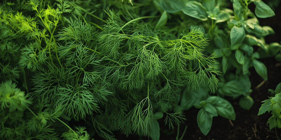 Feathery dill foliage among herbs