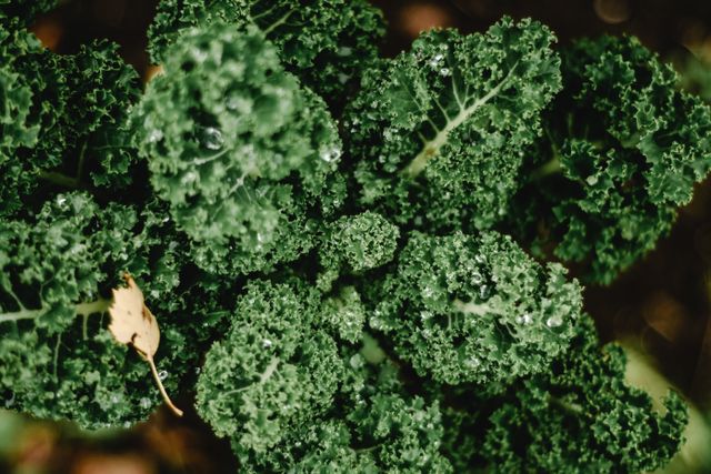 Healthy organic kale leaves with water droplets, showcasing fresh and vibrant green colors.