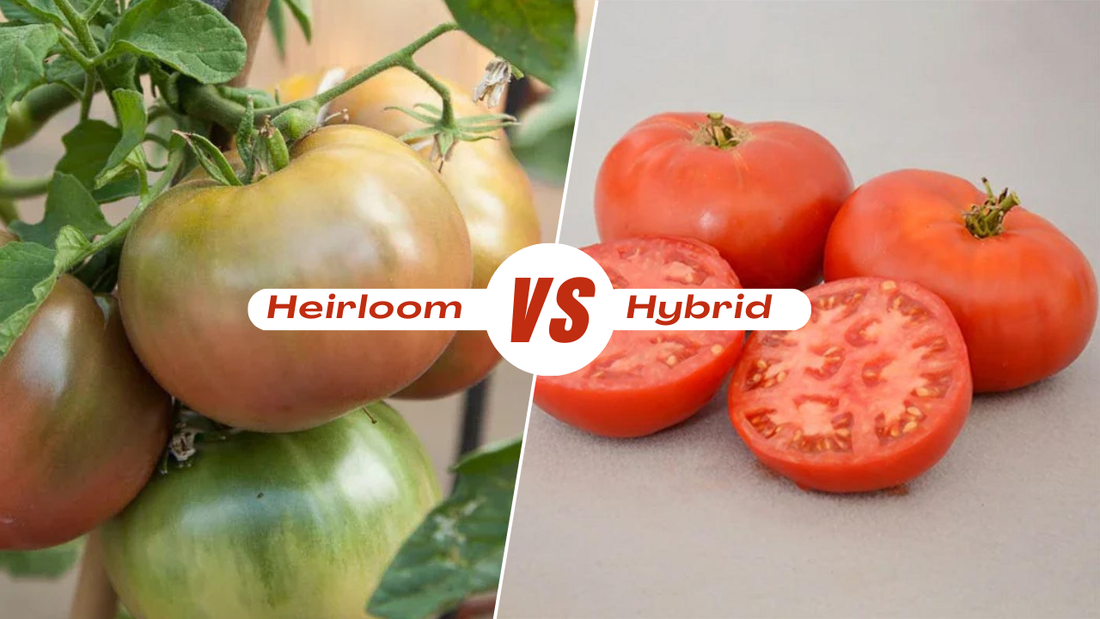 Heirloom Tomatoes vs Hybrid Tomatoes: Key Differences