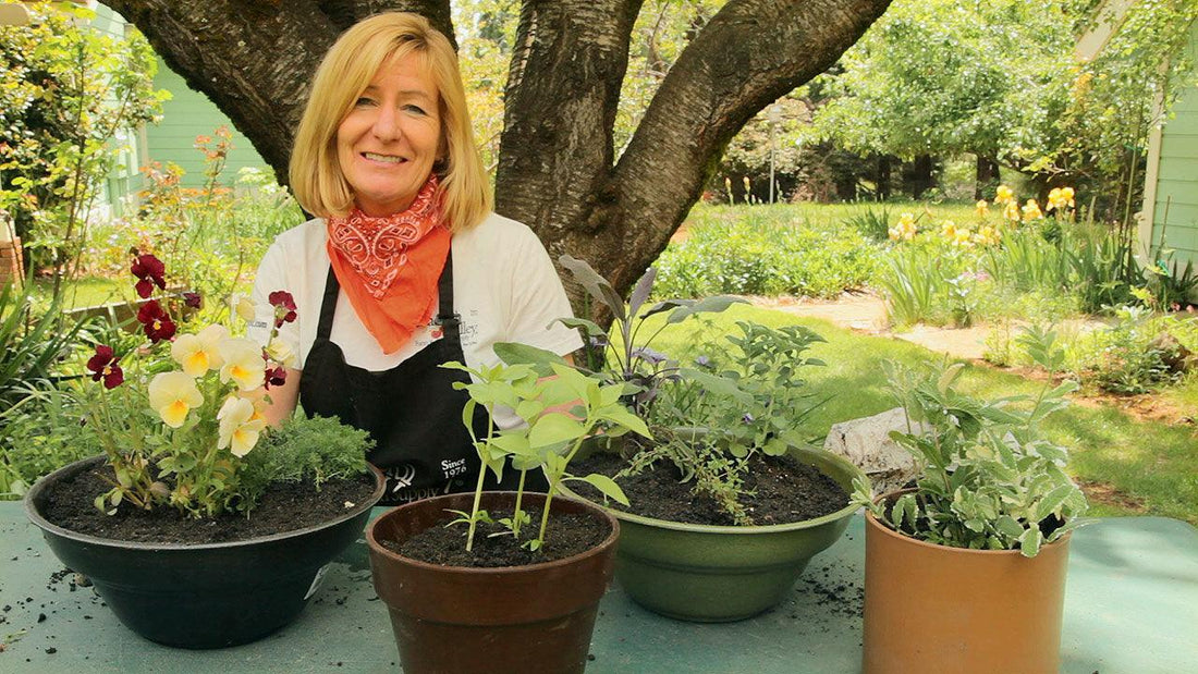 Herb seeds in containers