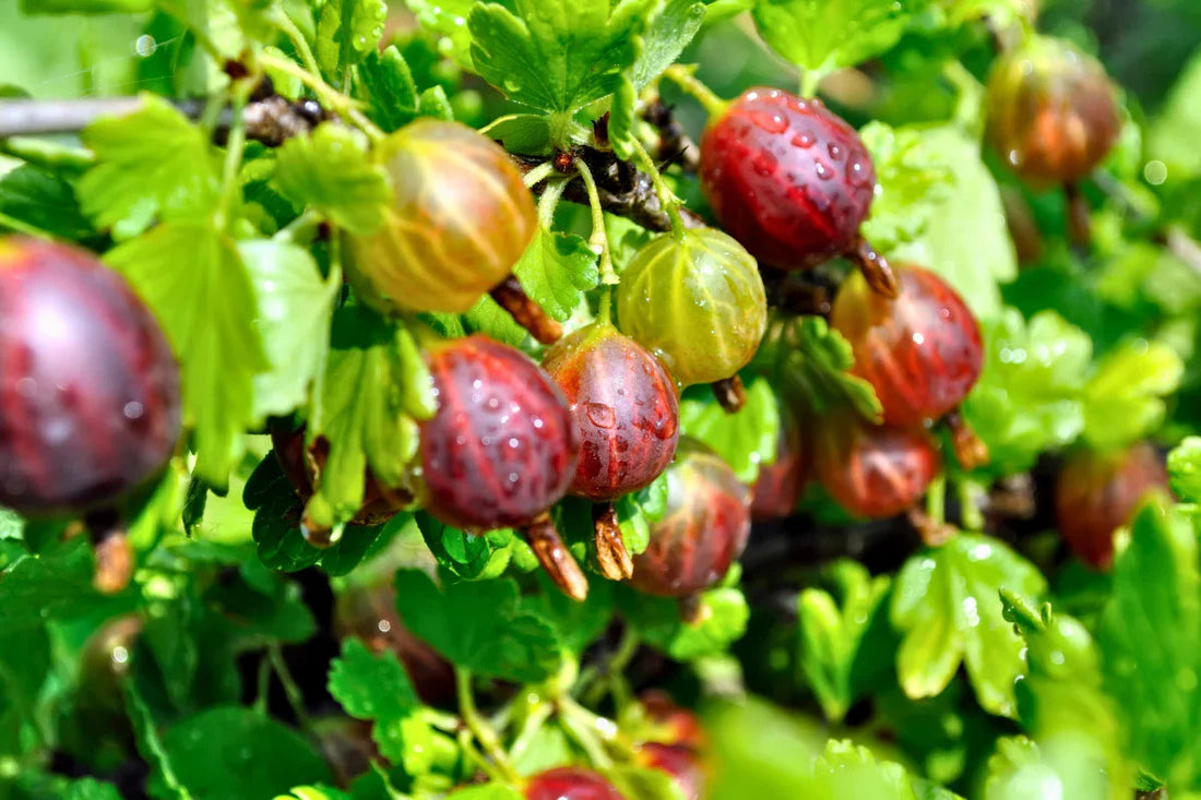 Heritage Revival: Why Hinnonmaki Red Gooseberry is the Forgotten Fruit Worth Growing