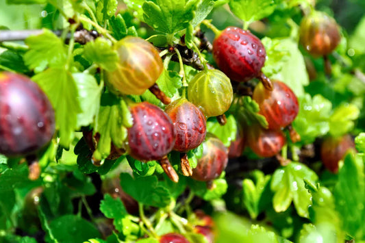 Heritage Revival: Why Hinnonmaki Red Gooseberry is the Forgotten Fruit Worth Growing