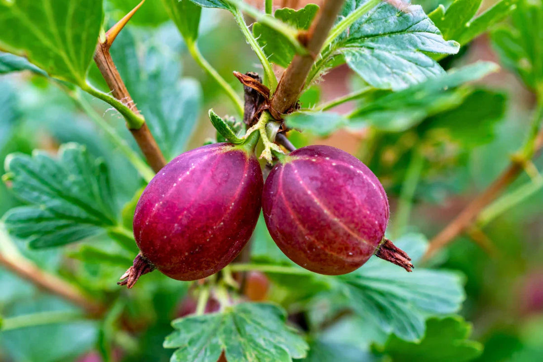 Two ripe Hinnonmaki Red gooseberries hanging from a leafy branch