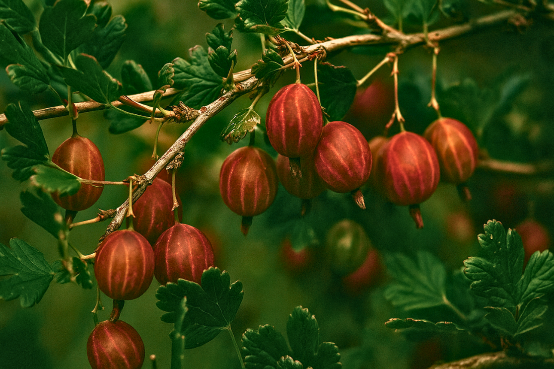 Creating Edible Hedges: Using Hinnonmaki Red Gooseberries as a Living Border
