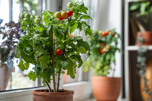 Homegrown small bush of balcony cherry red tomato in flower pot growing on windowsill at home