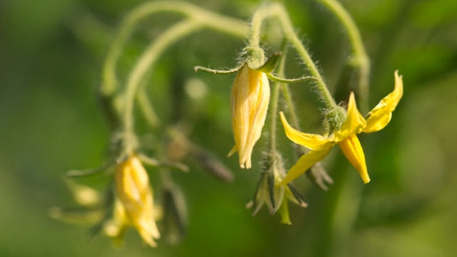 Tomato plant with yellow blossoms forming along the stem