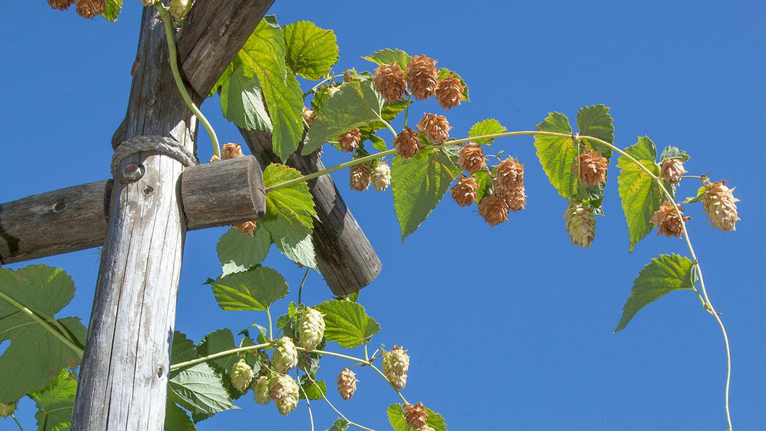 Hands tending a grapevine on a trellis wire