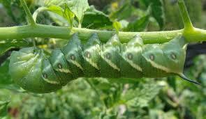 Comprehensive Guide to Managing Tomato Hornworms: Identification, Impact, and Effective Control Strategies - Grow Organic