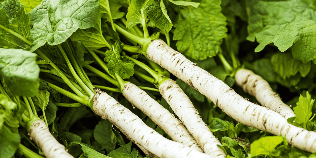 Freshly harvested horseradish roots with leafy tops