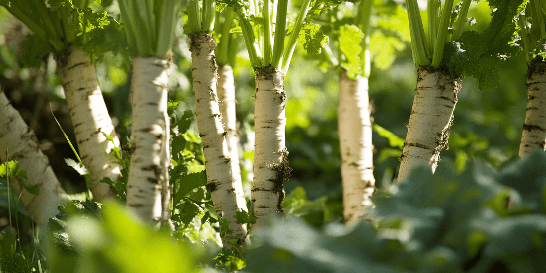 Sunlit pale trunks and foliage of horseradish plants