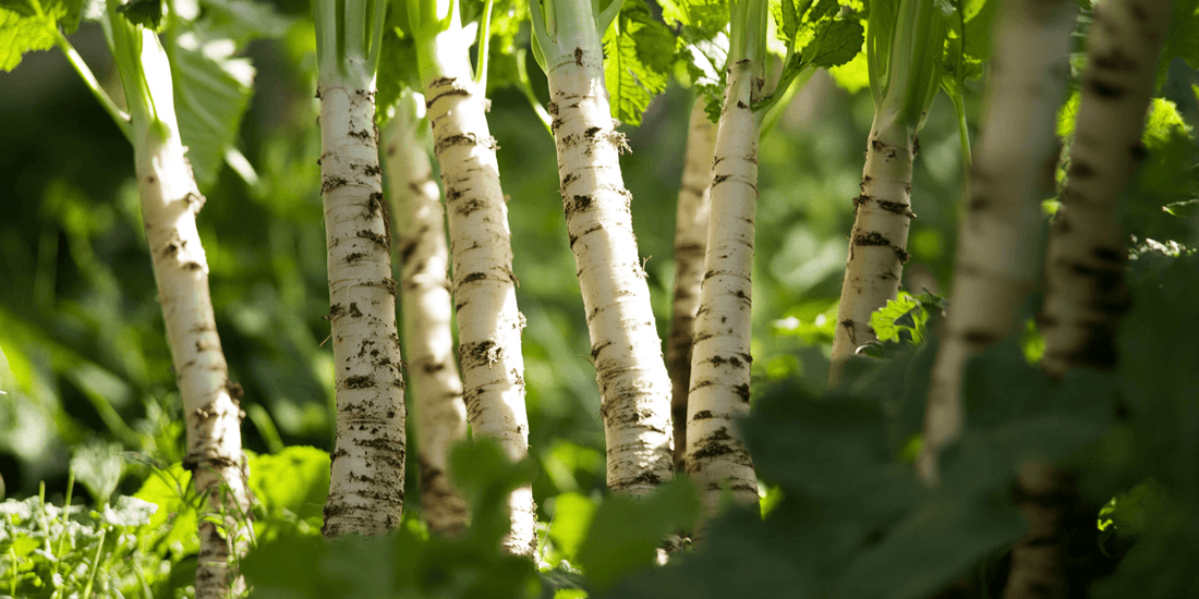 Dense stand of pale horseradish stems