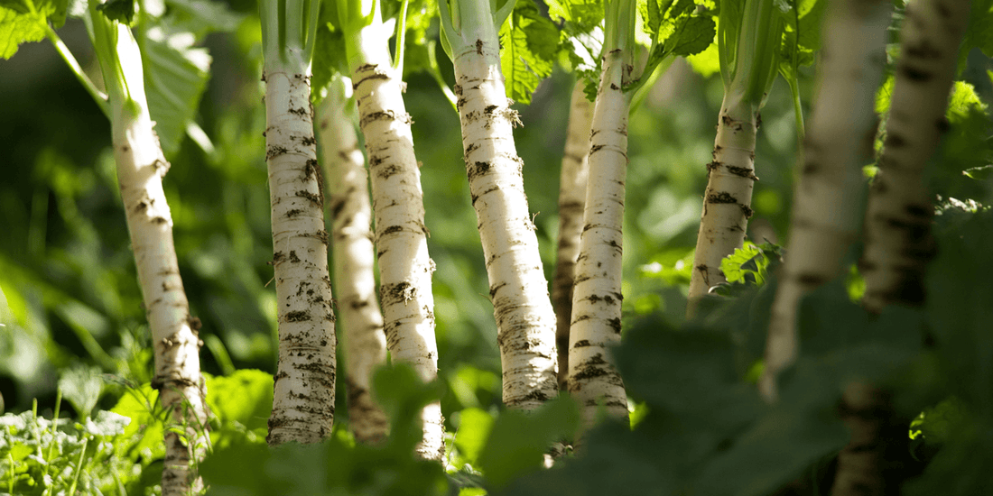 Managing Invasiveness of Horseradish - Grow Organic