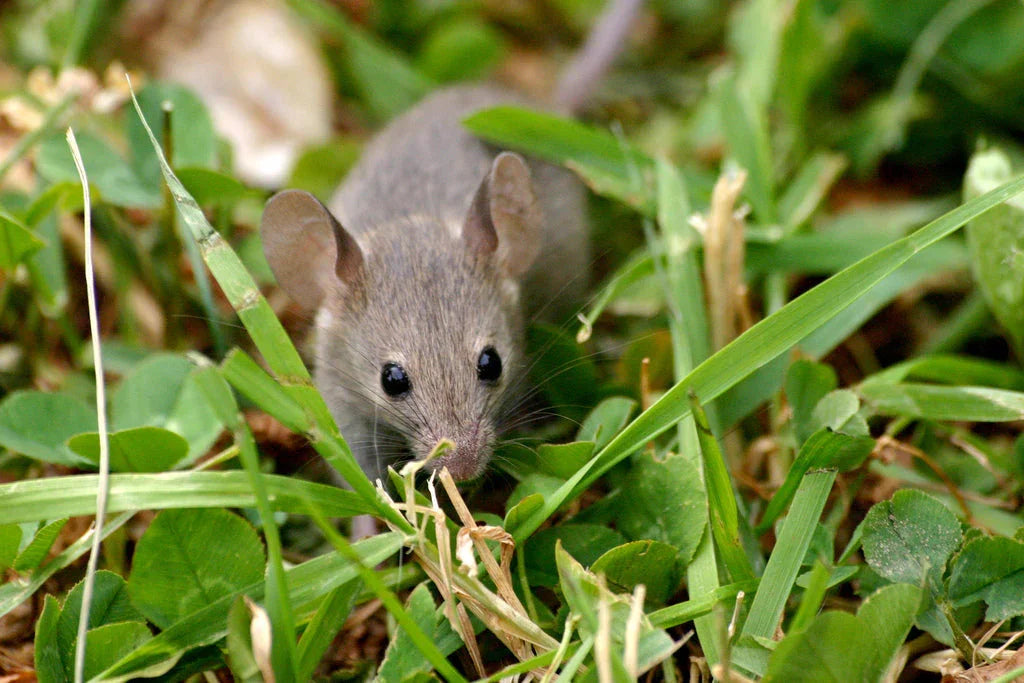 Mouse standing among grass and clover