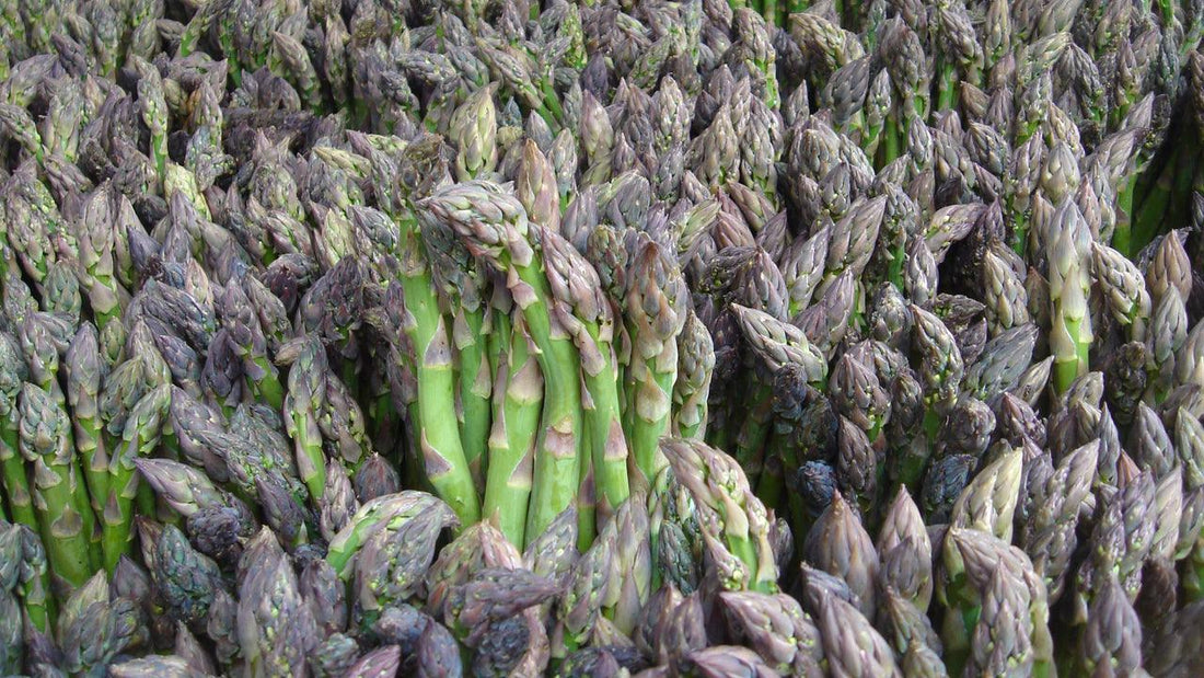Bundle of freshly harvested asparagus spears