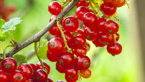 How to Grow Currants: A Growing Guide
