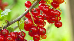 Clusters of ripe red currants