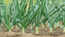 Onions growing in a garden row