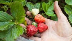 Ripe strawberries held in a hand