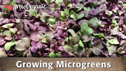 How to Grow Microgreens - Grow Organic
