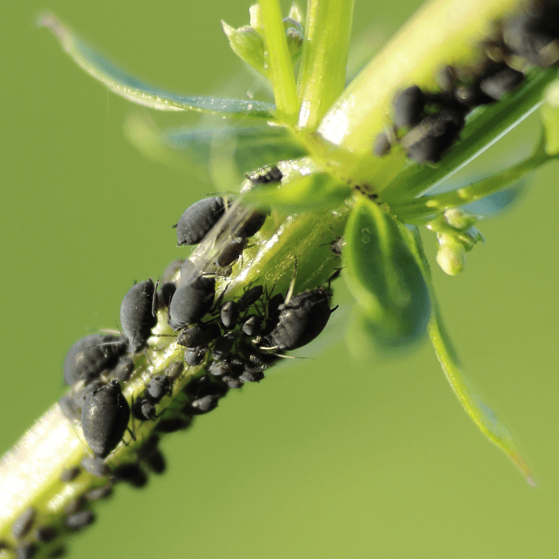 Black aphids clustered on a plant stem