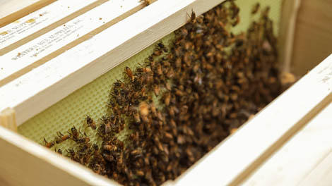 Meet the 3 Kinds of Honey Bees in a Hive