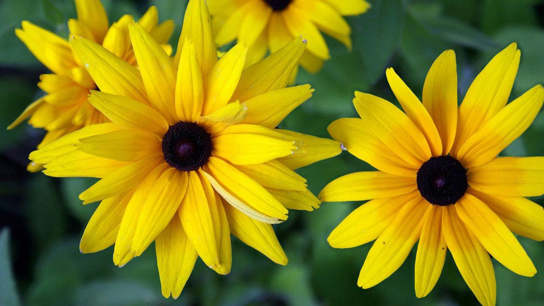 Bright yellow Jerusalem artichoke flowers