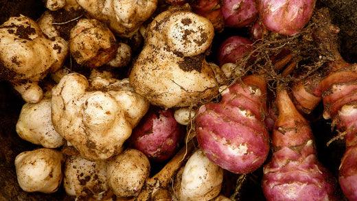 Jerusalem Artichokes 101 - Grow Organic