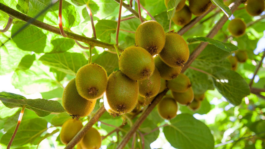 Kiwifruit hanging from a vine