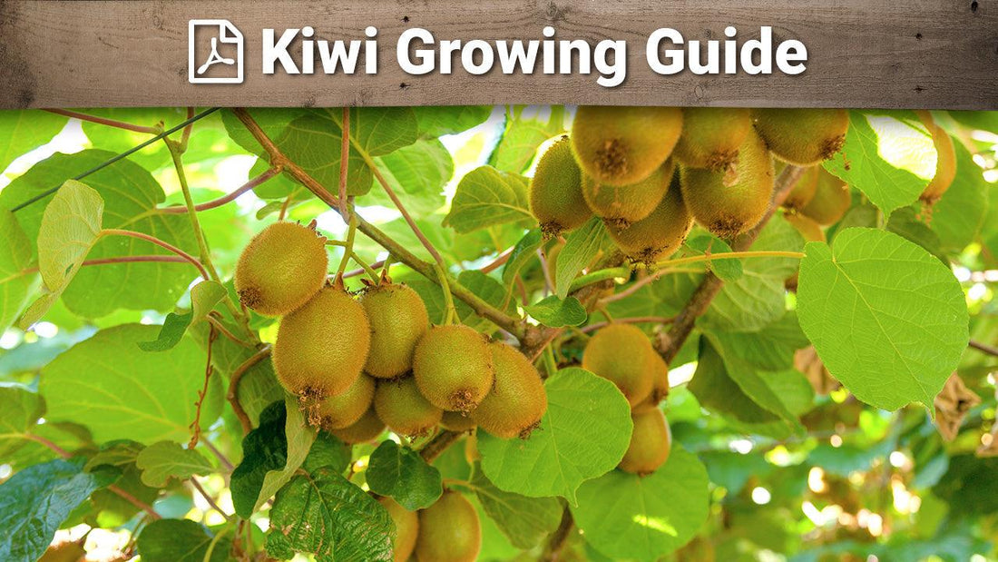 Kiwi growing guide graphic over fruiting vines