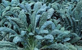 Growing Dinosaur Kale in Northern California