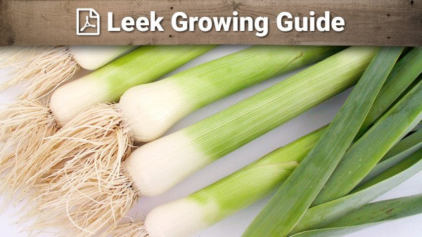 Leek Growing Guide