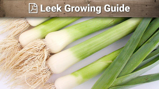 Leek growing guide graphic over fresh leeks