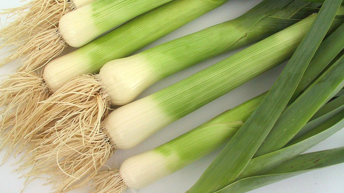 Fresh leeks with roots attached