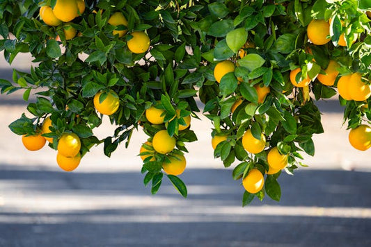Lemons Growing on Tree
