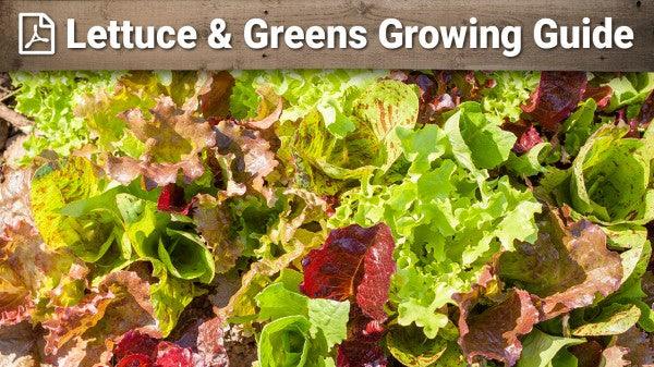 Lettuce and greens growing guide graphic