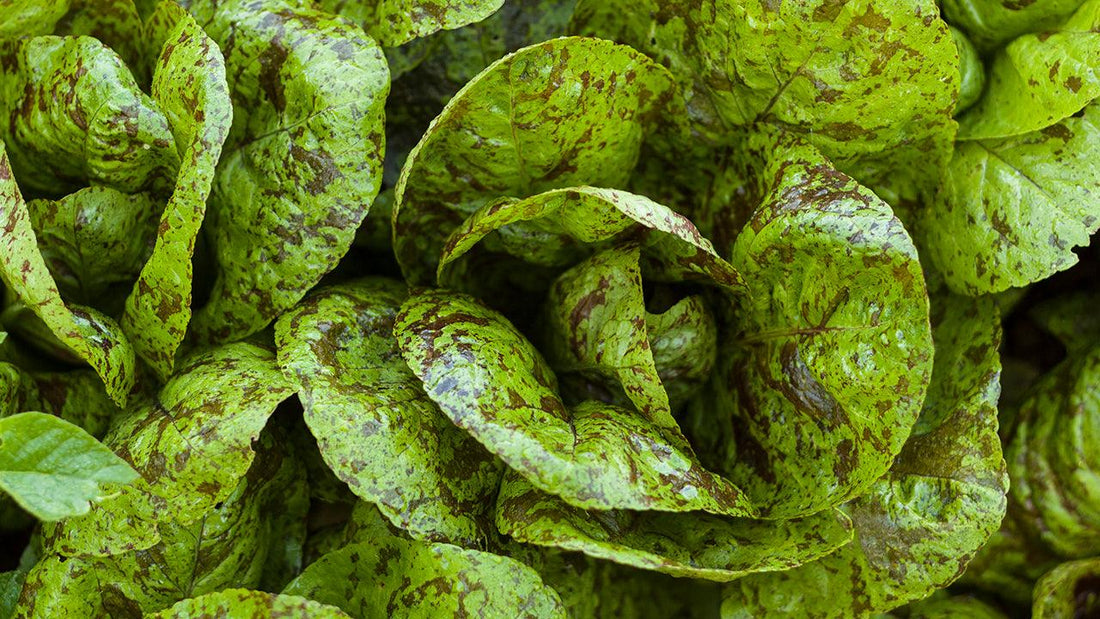 Dense patch of leafy green lettuce