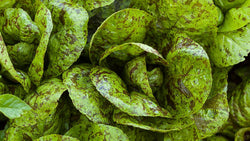 Dense patch of leafy green lettuce