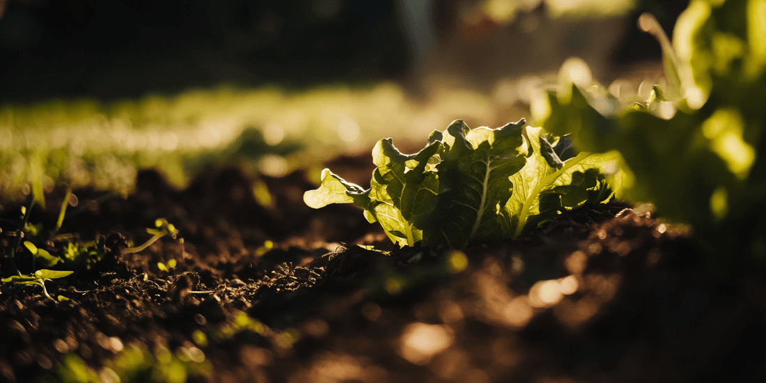 Small lettuce seedling in sunlight