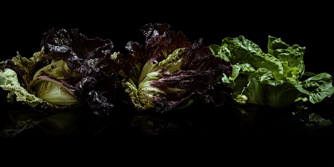 Two dark red lettuce heads on a black background