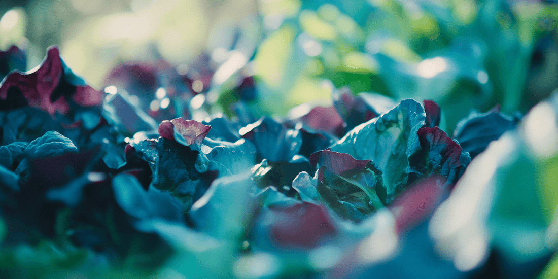Lettuce in Extreme Climates