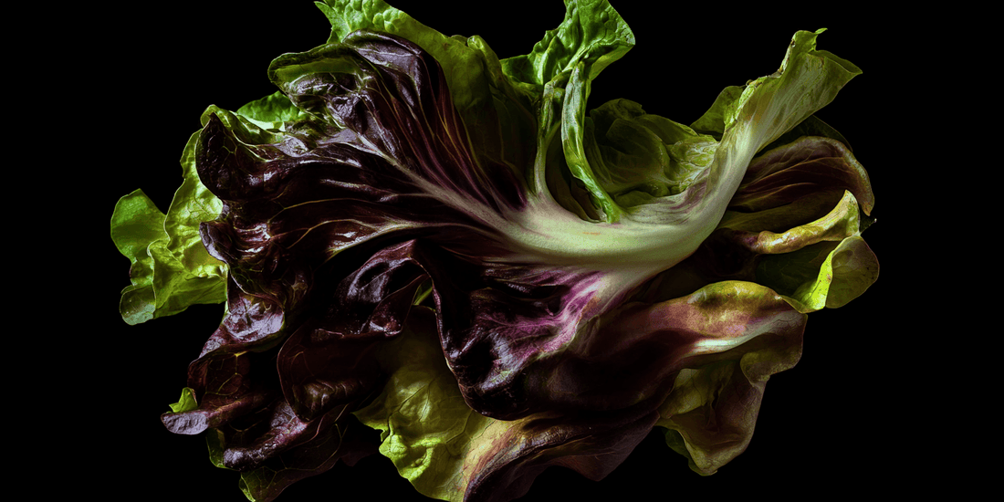 Dark red lettuce head