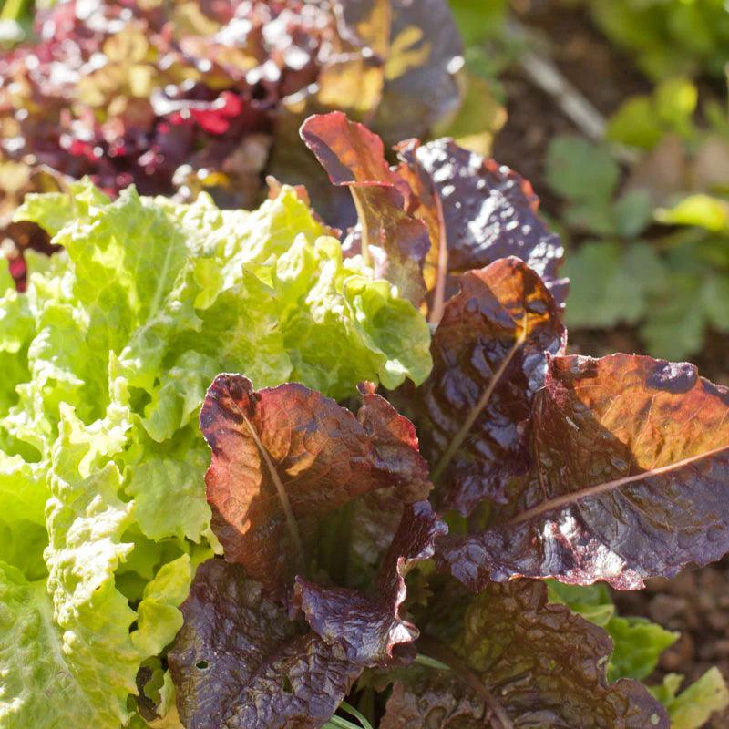 Mixed green and red lettuce leaves