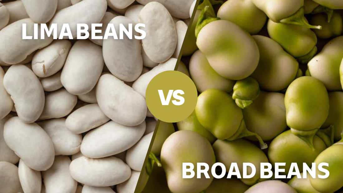 Lima Beans vs Broad Beans