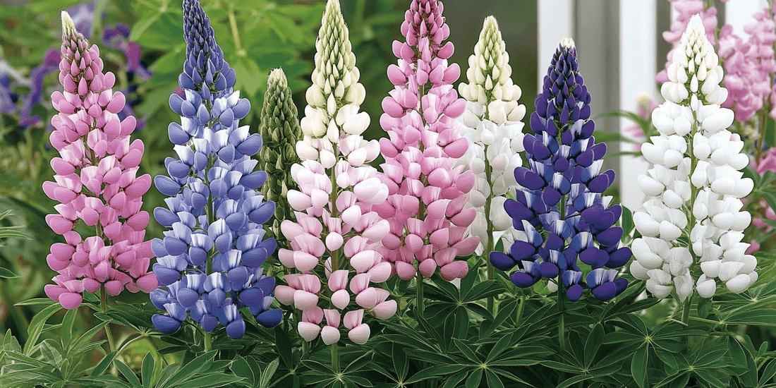 Colorful lupine flower spikes