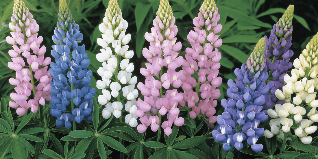 Mixed lupines blooming together
