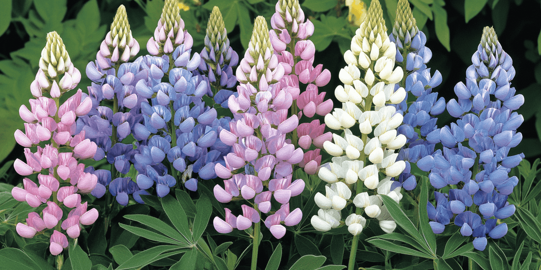 Field of colorful lupines