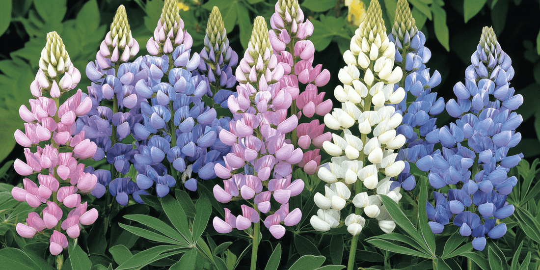 Lupine Propagation: Seeds or Cuttings? - Grow Organic