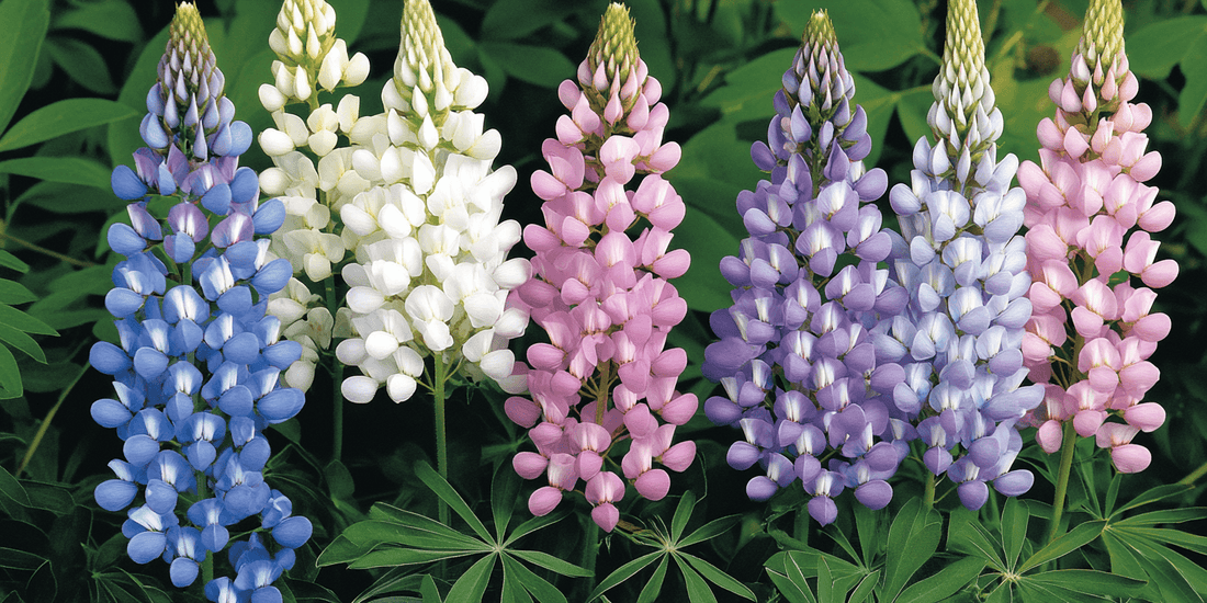 Tall lupines in several colors